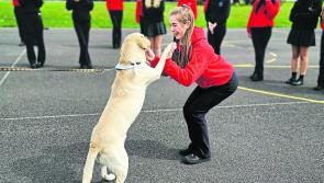 Longford charity Cian’s Kennels reaches €5,000 fundraising target in five days
