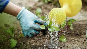 BREAKING | Longford households hit with night time water restrictions 