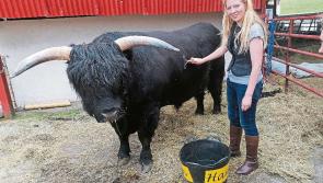 Knights & Cowquests as Granard heritage centre officials visit famed highland cattle farm