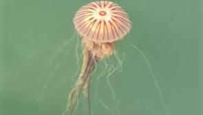 Know your jellyfish - and what to do (or not do!) if you get stung on a beach