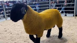 Ram sells for a record €44,000