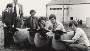 Moatfarrell flock is the oldest in Suffolk Sheep Breeders Club