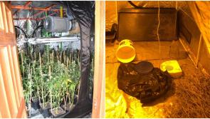 BREAKING | Man arrested after Roscommon and Longford Divisional Drugs Unit in €56,000 cannabis bust