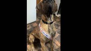 Longford's Bagheera runs for Nose of Tralee