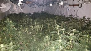 Three men arrested following €384,000  cannabis bust