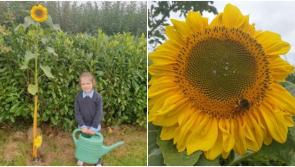 Longford girl nurtures giant sunflower