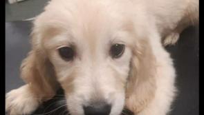 Garda investigation underway in Longford after dogs rescued in joint operation 