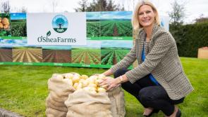 Grow more spuds for chippers