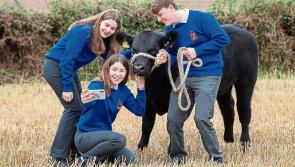 Granard students to rear five Angus calves in unique schools competition 