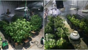 Man arrested in Cavan following seizure of €97,000 worth of suspected cannabis plants