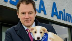 Funding of €710,000 for Longford based animal welfare organisations