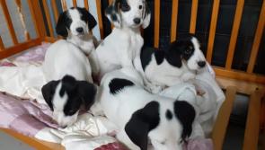 Shocking discovery as family out walking in Longford woodland find six puppies dumped in tied bag