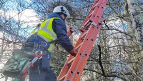 Update | ESB crews working through night in Longford to restore power