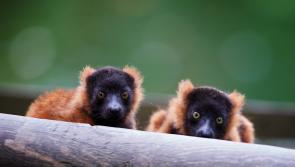 Dublin Zoo announces date for reopening  under stringent health and safety protocols