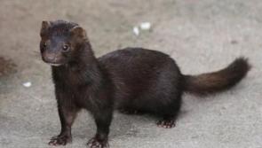 Letter to Longford Leader Editor: Good riddance to fur farming