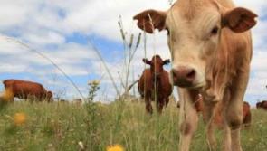 IDA defends investment record as it leases two acre plot for grazing