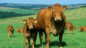 IFA  encourages Longford farmers to apply for BEEP-S