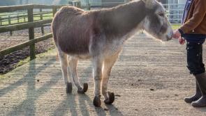 Donkeys found in 'severe state of neglect' being cared for at Longford's ISCPA headquarters 