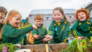 Free growing kits for classes in Longford with The Big Grow