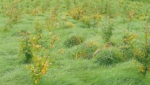 Longford walk to highlight importance of new forests 