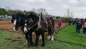 Countdown underway to eagerly anticipated Longford Ploughing Championships in Granard 