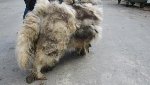 Woman barred from owning animals after neglected dog had to be sedated to be groomed