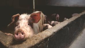 Longford farmer warns pig industry will be history without Government support