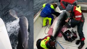 Researchers catch and tag giant shark off Irish coast 