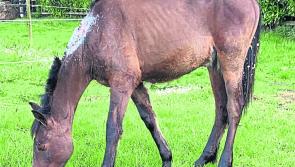 Brave pony recovering in Longford after bite injury  