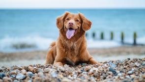 Longford dog owners reminded to take care of their pets while enjoying the summer weather

 