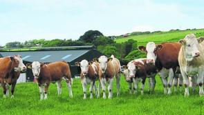 Longford Leader Farming: Government must come clean on plans to cut National Herd