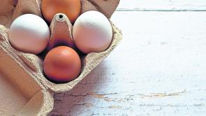 Egg producers under pressure as costs hit margins