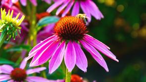 Funding boost for Longford biodiversity projects