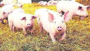 Irish pig farmers losing money for 400 days