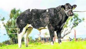 All eyes on eagerly awaited sale of pedigree Belgian Blue stock at Longford farm this weekend