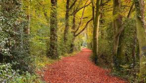 Longford camera enthusiasts urged to enter exciting Teagasc forestry photo competition