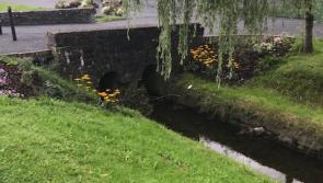 Funding to enhance biodiversity on Edgeworthstown Green 