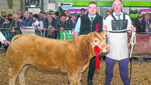Longford farmers set for Carrick-on-Shannon Winter Fair