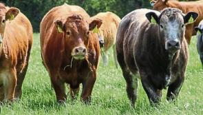 Longford farmers call on factories to ‘step up’ or see  fall off in cattle numbers