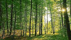 Fears new Coillte Forestry Fund will distort land market