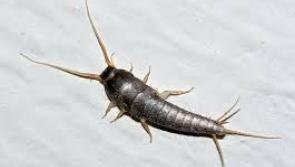 Warning: be on the lookout for nocturnal insects - and how to get rid of them