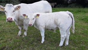 Longford farmers hear of Suckler Cow Efficiency Programme