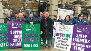 Longford ICSA members demanding emergency support package of €50 million for sheep farmers