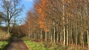 Longford farmers set for series of Spring forest walks