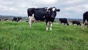 Longford farmers advised on accelerating genetic gain in the dairy herd