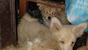 Midlands woman whose nine dogs were found in room 'full of faeces' gets 10 month sentence