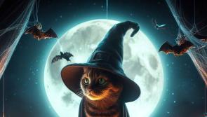 Advice for Longford pet owners during fireworks season