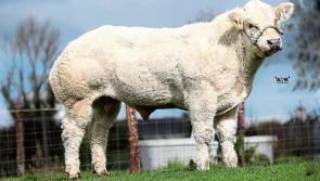 Exciting Longford sale of pedigree Belgian Blue stock  