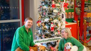 Animal charity to benefit from Longford Maxi Zoo Christmas campaign