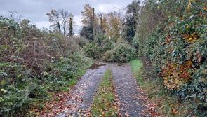 Longford County Council: Hazard of unsafe trees needs to be addressed 